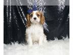 Cavalier King Charles Spaniel PUPPY FOR SALE ADN-831617 - AD 1 Champion Line AKC