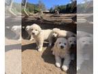 Great Pyrenees PUPPY FOR SALE ADN-831686 - Great Pyrenees Litter