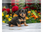 Dachshund PUPPY FOR SALE ADN-831818 - Adorable ACA Dachshund Puppies