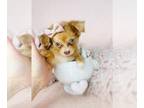 Chihuahua PUPPY FOR SALE ADN-831717 - Long and Short Coat Chihuahuas