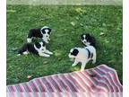 Border-Aussie PUPPY FOR SALE ADN-831647 - 4 male Border Collie
