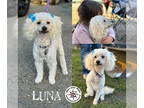 Poodle (Miniature) DOG FOR ADOPTION RGADN-1373712 - Luna - Poodle (Miniature)