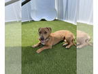 Basset Hound Mix DOG FOR ADOPTION RGADN-1343512 - Strawberry Short Cake - Basset