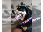 Australian Shepherd Mix DOG FOR ADOPTION RGADN-1354223 - Crime Junkie Pruppet :