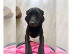 Rat Terrier Mix DOG FOR ADOPTION RGADN-1361470 - Chicken Biscuit - Black