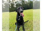 Greyhound Mix DOG FOR ADOPTION RGADN-1363812 - Mae - Black Labrador Retriever /