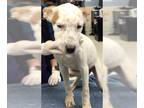 Australian Cattle Dog Mix DOG FOR ADOPTION RGADN-1368394 - Dog - Queensland