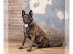 Dutch Shepherd -German Shepherd Dog Mix DOG FOR ADOPTION RGADN-1370760 - Capone
