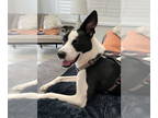Border Collie Mix DOG FOR ADOPTION RGADN-1370762 - Chief - Border Collie / Mixed