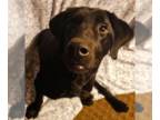 Labrador Retriever DOG FOR ADOPTION RGADN-1370771 - Buddy - Labrador Retriever