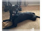 Australian Shepherd Mix DOG FOR ADOPTION RGADN-1370773 - Brock - Australian