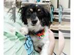 Papillon Mix DOG FOR ADOPTION RGADN-1370778 - Booker - Papillon / Mixed (medium