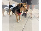 Beagle Mix DOG FOR ADOPTION RGADN-1370780 - HUNTER #8 - Beagle / Hound / Mixed
