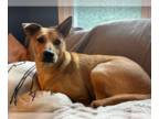 Carolina Dog Mix DOG FOR ADOPTION RGADN-1370786 - Monty - Carolina Dog / Mixed