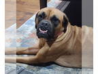 Boxer Mix DOG FOR ADOPTION RGADN-1370789 - Roxy - Boxer / Mixed (short coat) Dog