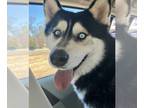 Mix DOG FOR ADOPTION RGADN-1370792 - Boris - Husky (long coat) Dog For