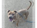 American Pit Bull Terrier Mix DOG FOR ADOPTION RGADN-1370795 - Snickers - Pit