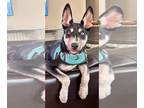 Greater Swiss Mountain Dog-Huskies Mix DOG FOR ADOPTION RGADN-1370798 - Razzle -