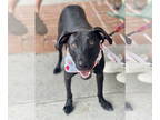 Labrador Retriever Mix DOG FOR ADOPTION RGADN-1370812 - Billy - Labrador