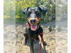 Rotterman DOG FOR ADOPTION RGADN-1370814 - Sonora - Rottweiler / Doberman
