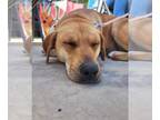 Rhodesian Ridgeback Mix DOG FOR ADOPTION RGADN-1370822 - Zelle - Rhodesian