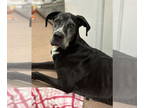 Great Dane DOG FOR ADOPTION RGADN-1370828 - Falkor - Great Dane (short coat) Dog