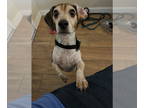 Beagle DOG FOR ADOPTION RGADN-1370831 - Rusty Shackleford - Beagle Dog For