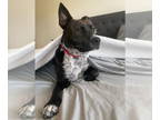 American Staffordshire Terrier Mix DOG FOR ADOPTION RGADN-1370833 - Jack -