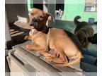 Australian Shepherd-Boxer Mix DOG FOR ADOPTION RGADN-1370840 - Raza - Boxer /