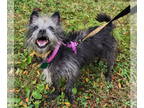 Care-Tzu DOG FOR ADOPTION RGADN-1370843 - Athena - Cairn Terrier / Shih Tzu /