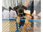 German Shepherd Dog Mix DOG FOR ADOPTION RGADN-1370844 - Johnny Drama - Shepherd