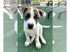 Mountain Cur-Plott Hound Mix DOG FOR ADOPTION RGADN-1370851 - Eva - Mountain Cur