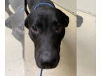 Labrador Retriever DOG FOR ADOPTION RGADN-1370853 - Rocky ID 46622 - Labrador