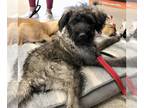 Poodle (Standard) Mix DOG FOR ADOPTION RGADN-1370862 - Raspberry - Poodle