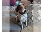 Brittany DOG FOR ADOPTION RGADN-1370869 - OH/(Pending Adoption) Chase - Brittany