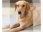 Golden Labrador DOG FOR ADOPTION RGADN-1370877 - River - Golden Retriever /