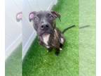 Boxer Mix DOG FOR ADOPTION RGADN-1370893 - Coco - Boxer / Terrier / Mixed