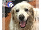 Great Pyrenees DOG FOR ADOPTION RGADN-1370915 - Gilbert - Great Pyrenees (long