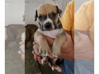 Boxer Mix DOG FOR ADOPTION RGADN-1370937 - Mike Tyson - Boxer / Mixed (short