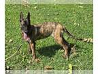 Mix DOG FOR ADOPTION RGADN-1370940 - Yara - Dutch Shepherd (short coat) Dog
