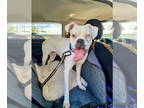 Boxer DOG FOR ADOPTION RGADN-1370941 - Hartman - Boxer Dog For Adoption