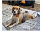 Beagle DOG FOR ADOPTION RGADN-1370943 - Dot - Beagle (short coat) Dog For