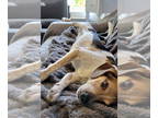 Beagle DOG FOR ADOPTION RGADN-1370944 - Speckles - Beagle Dog For Adoption