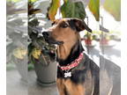 Doberman Pinscher Mix DOG FOR ADOPTION RGADN-1370970 - SHEBA #2 - Doberman