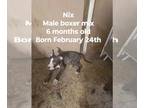 Bullboxer Pit DOG FOR ADOPTION RGADN-1370977 - Nix - Boxer / Pit Bull Terrier /