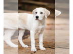 Labrenees DOG FOR ADOPTION RGADN-1370981 - Scout - Labrador Retriever / Great