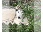 Mix DOG FOR ADOPTION RGADN-1370986 - Angel - Husky Dog For Adoption
