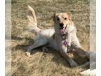 Australian Shepherd Mix DOG FOR ADOPTION RGADN-1370987 - Sonny - Australian