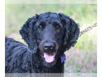 Labradoodle DOG FOR ADOPTION RGADN-1370990 - Haley - Labrador Retriever / Poodle
