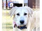 Great Pyrenees DOG FOR ADOPTION RGADN-1371001 - Miyake - Great Pyrenees / Golden